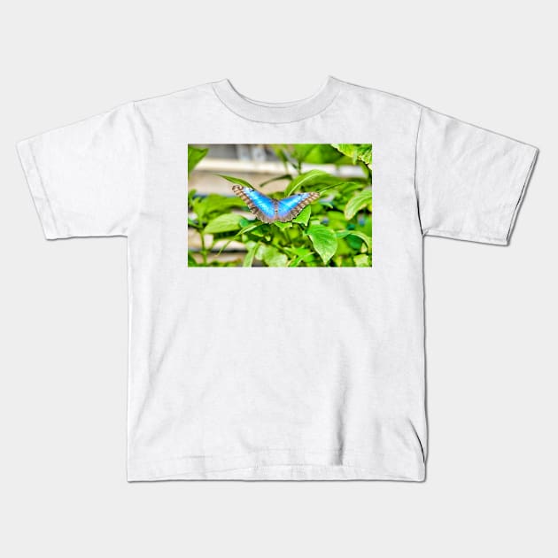 Butterfly Study 6 Kids T-Shirt by bobmeyers